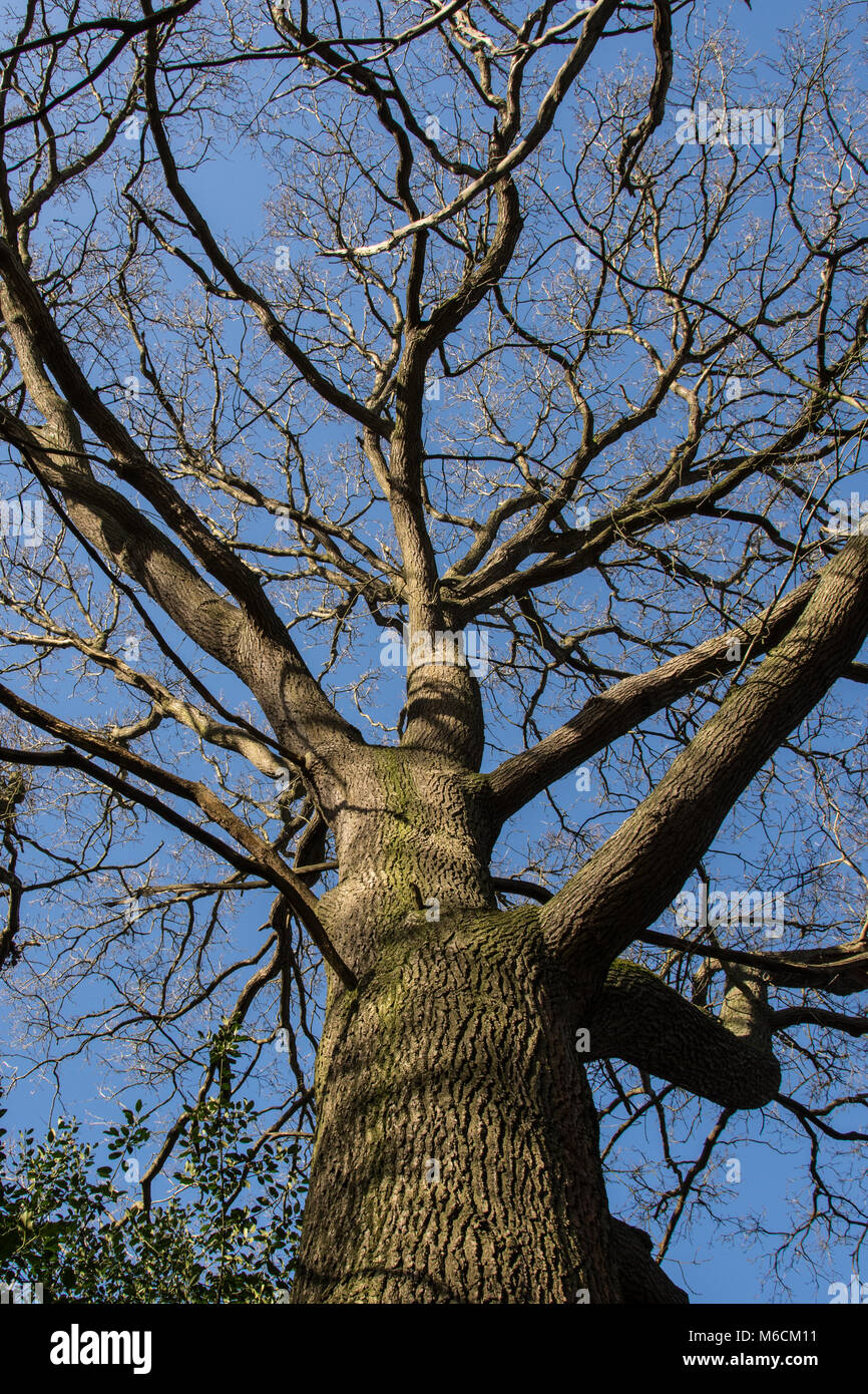 Une vue à la hauteur du tronc d'un grand chêne en hiver contre un ciel bleu clair. Banque D'Images