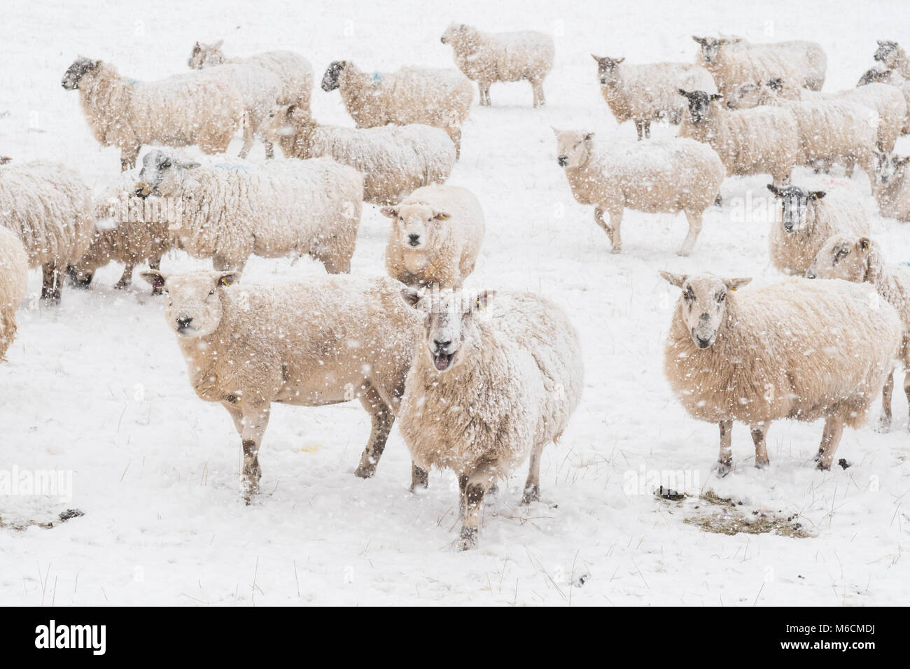 Les moutons dans la neige - Écosse, Royaume-Uni Banque D'Images