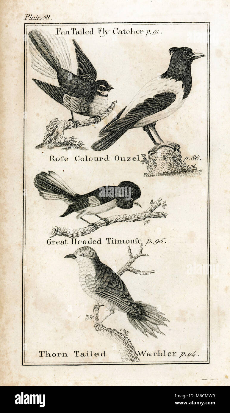 1792. Ex-libris de Vol.II d'histoire naturelle par le Comte de Buffon (Georges-Louis Leclerc) Banque D'Images