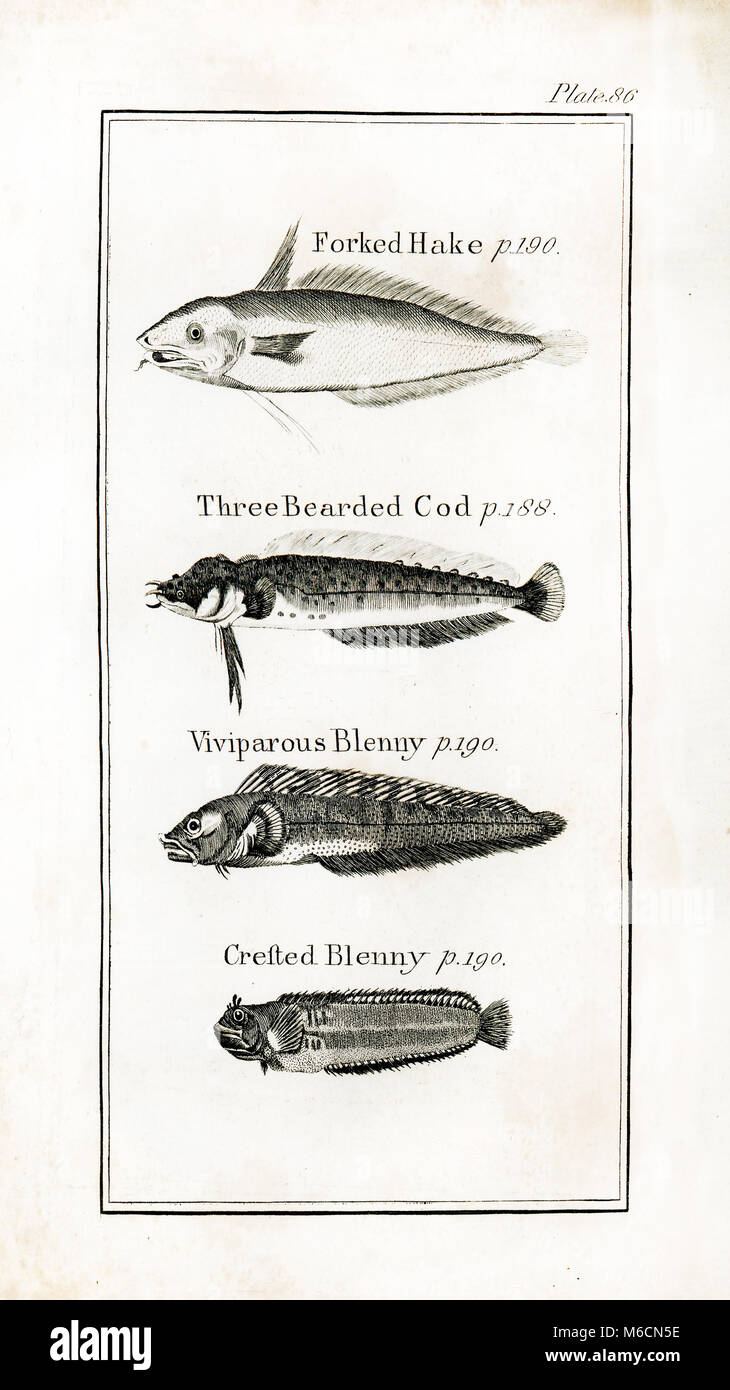 1792. Ex-libris de Vol.II d'histoire naturelle par le Comte de Buffon (Georges-Louis Leclerc) Banque D'Images