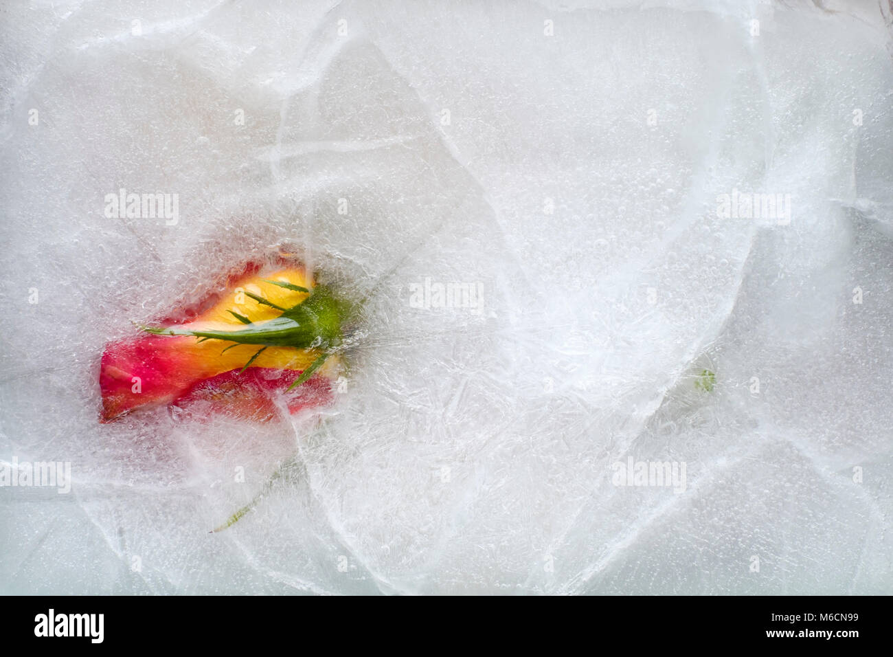 Concept de la rose jaune et rouge et les feuilles gelées dans une épaisse couche de glace Banque D'Images