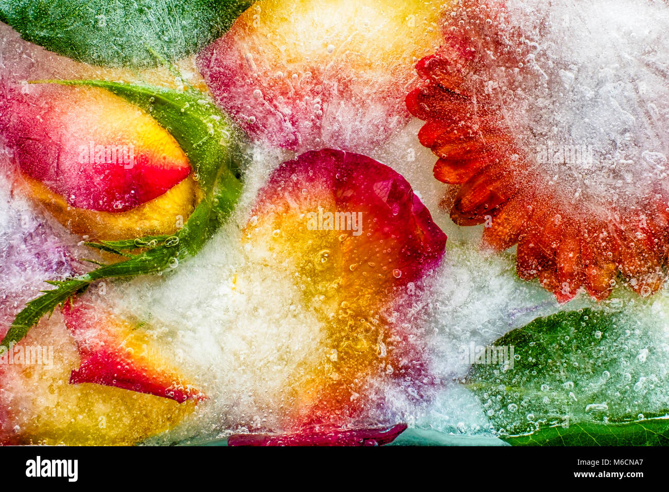 Concept de fleurs colorées et de feuilles congelés dans une épaisse couche de glace Banque D'Images