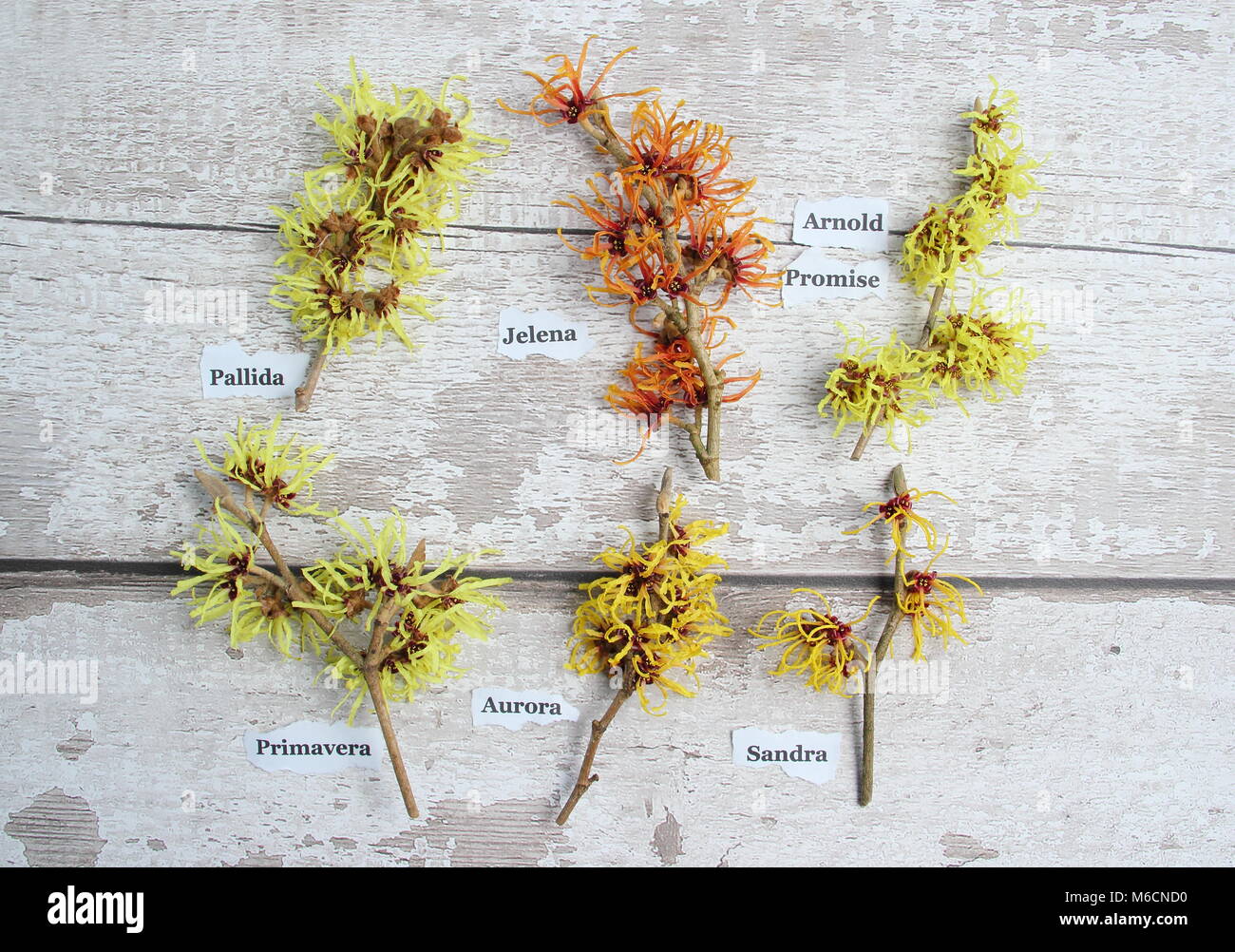 Hamamelis. Hazels sorcière L-R : H. x intermedia PALLIDA, H x intermedia Jelena, H. x intermedia ARNOLD PROMESSE, H x intermedia AURORA, H. vernalis SANDRA Banque D'Images