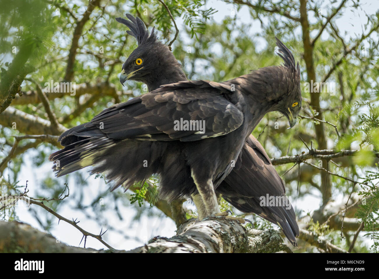 Long mâle et femelle-crested eagle (Lophaetus occipital), Parc national Queen Elizabeth, l'Ouganda, l'Afrique Banque D'Images