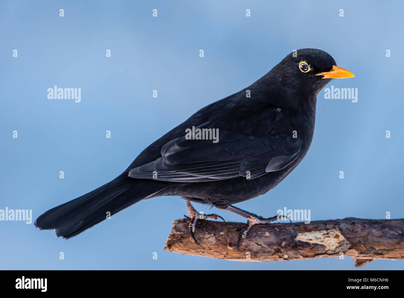 Blackbird mâle (Turdus merula) perché sur une branche de pin de profil avec un fond bleu neigeux Banque D'Images