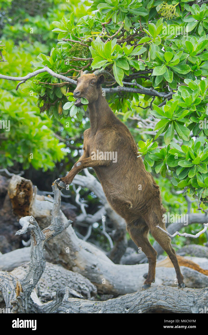 Chèvre sauvage en arbre, manger les feuilles d'arbre Heliotrope, côte de Kona, Hawaii Banque D'Images