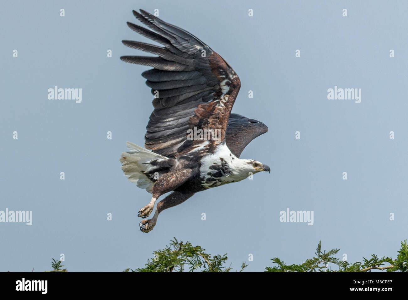 Décollage de l'aigle-poisson africain subadulte, parc national Queen Elizabeth, Ouganda, Afrique Banque D'Images