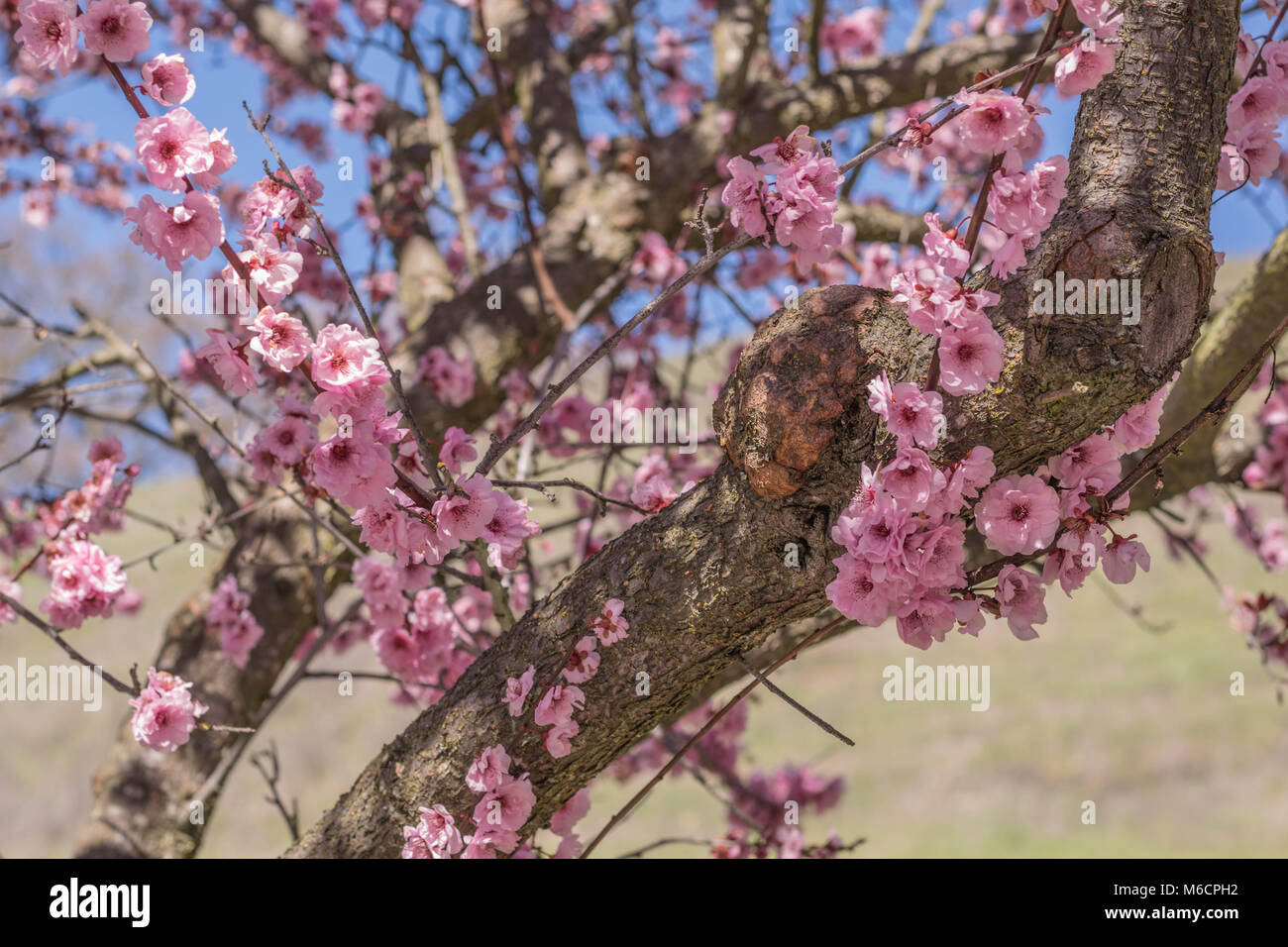 Close-up de plusieurs branches de l'arbre de cerisier rose avec fleurs de cerisier Banque D'Images