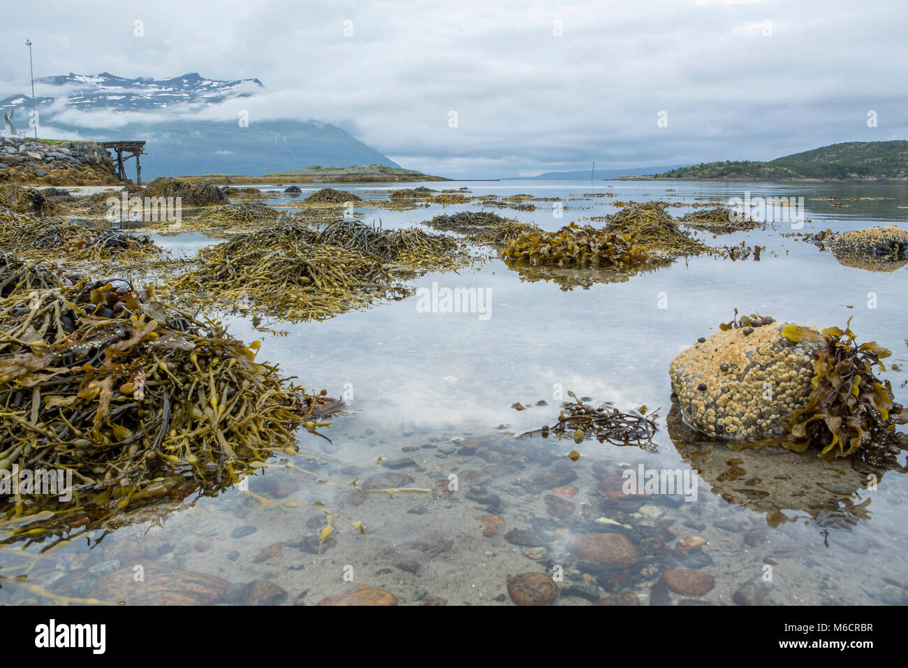 Photo panoramique montrant les algues exposées par la marée basse dans le nord de la Norvège. Banque D'Images