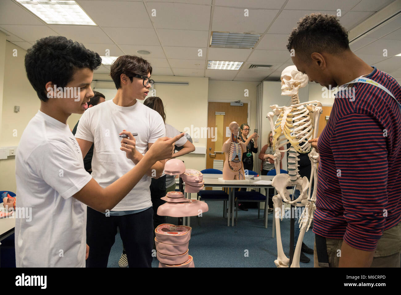 Étudiants internationaux d'apprendre dans une classe tout sur l'anatomie humaine dans une leçon médicale Banque D'Images