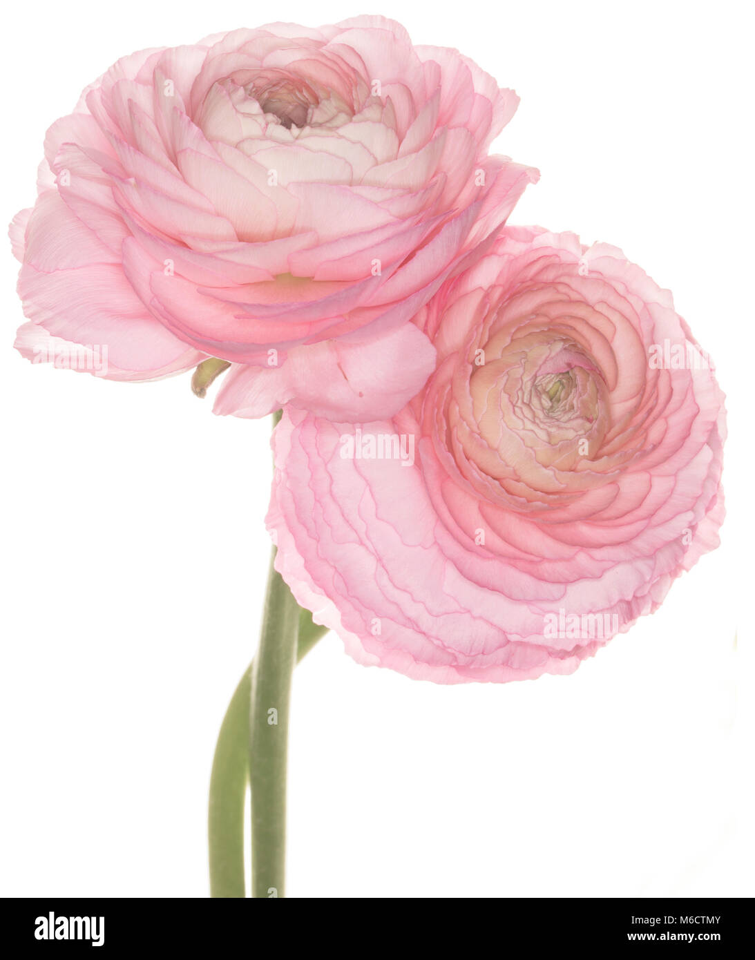 Pink Ranunculus asiaticus isolé sur fond blanc Banque D'Images