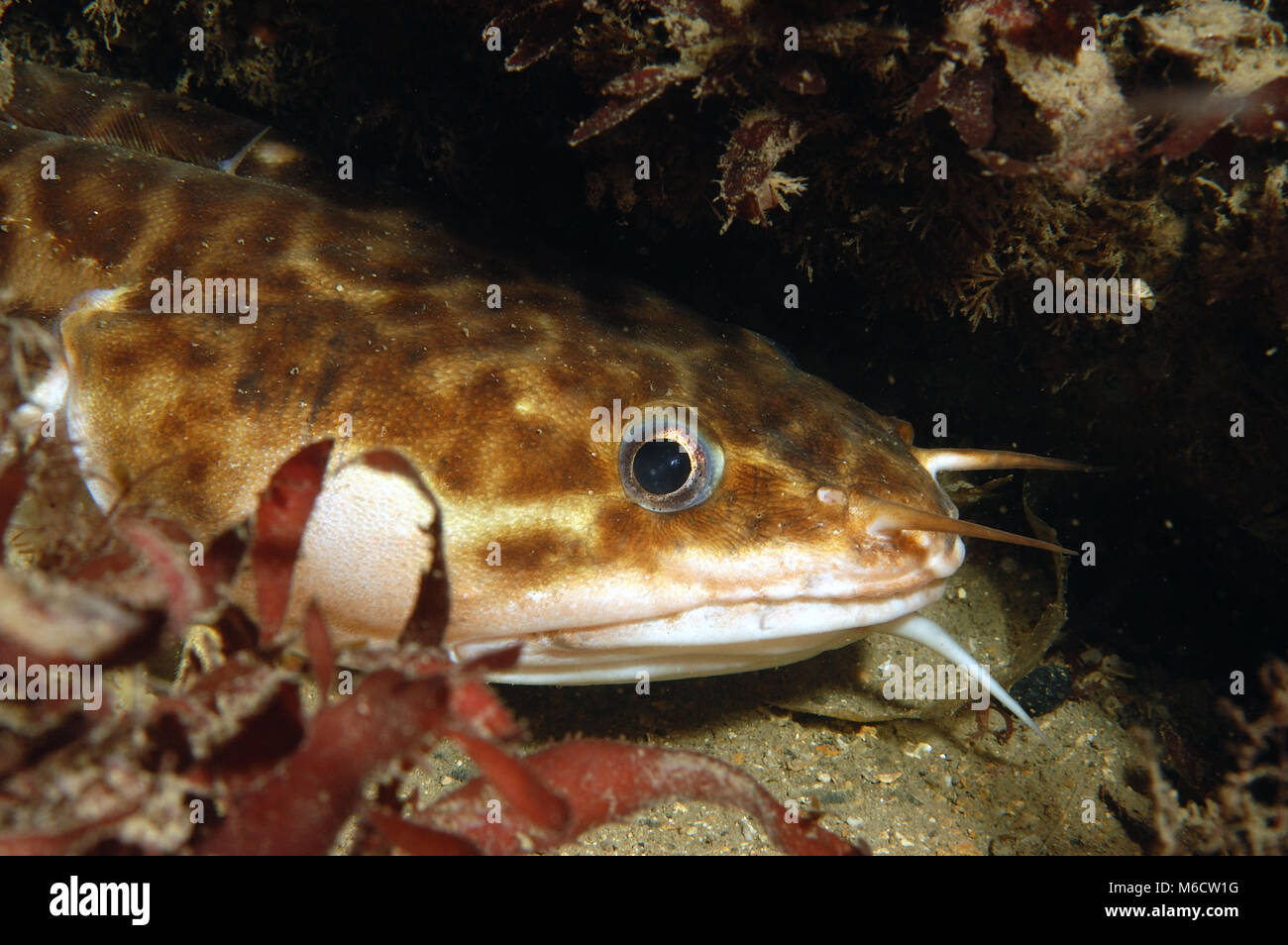 Gaidropsarus vulgaris barbu trois Rockling Banque D'Images