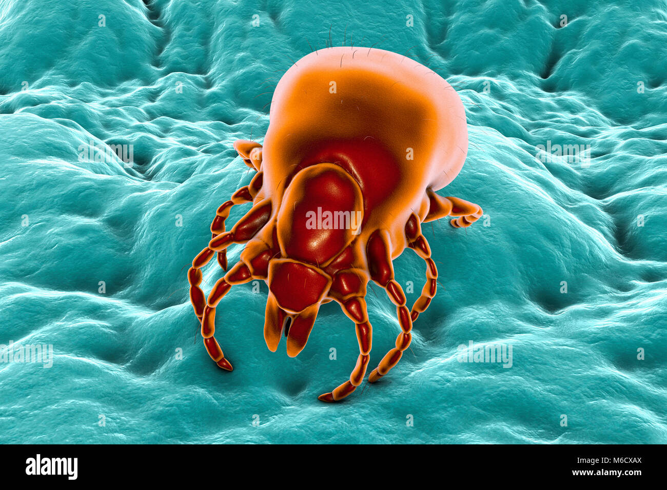 La maladie de Lyme tick.Computer illustration d'une femelle tique Ixodes ricinus,un parasite suceurs de sang de l'homme et le principal vecteur de la maladie de Lyme en Europe.Cette tique utilise des pièces buccales spécialisées pour percer la peau de l'hôte et tenir bon pendant plusieurs jours alors qu'il se gonfle de sang,l'augmentation de poids jusqu'à 200 fois.La femelle nourrit que trois fois au cours de sa vie et peut survivre pendant des années entre les repas,passe la plupart du temps cachés dans la végétation.L'accouplement a lieu juste avant son dernier repas, après quoi elle tombe à terre et pond des milliers d'œufs. Banque D'Images