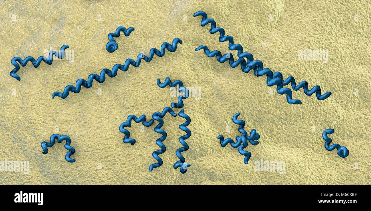 Illustration d'ordinateur spirochaete bactérie Treponema pallidum, qui cause la syphilis. La syphilis est habituellement transmis sexuellement, mais peuvent aussi passer d'une femme enceinte infectée à son enfant à naître (syphilis congénitale). La dernière des trois stades de la syphilis est la plus grave et peut causer des dommages aux vaisseaux sanguins, le cœur, le cerveau et la moelle épinière. Le traitement par la pénicilline est efficace si les médicaments administrés au cours des premières étapes. Banque D'Images