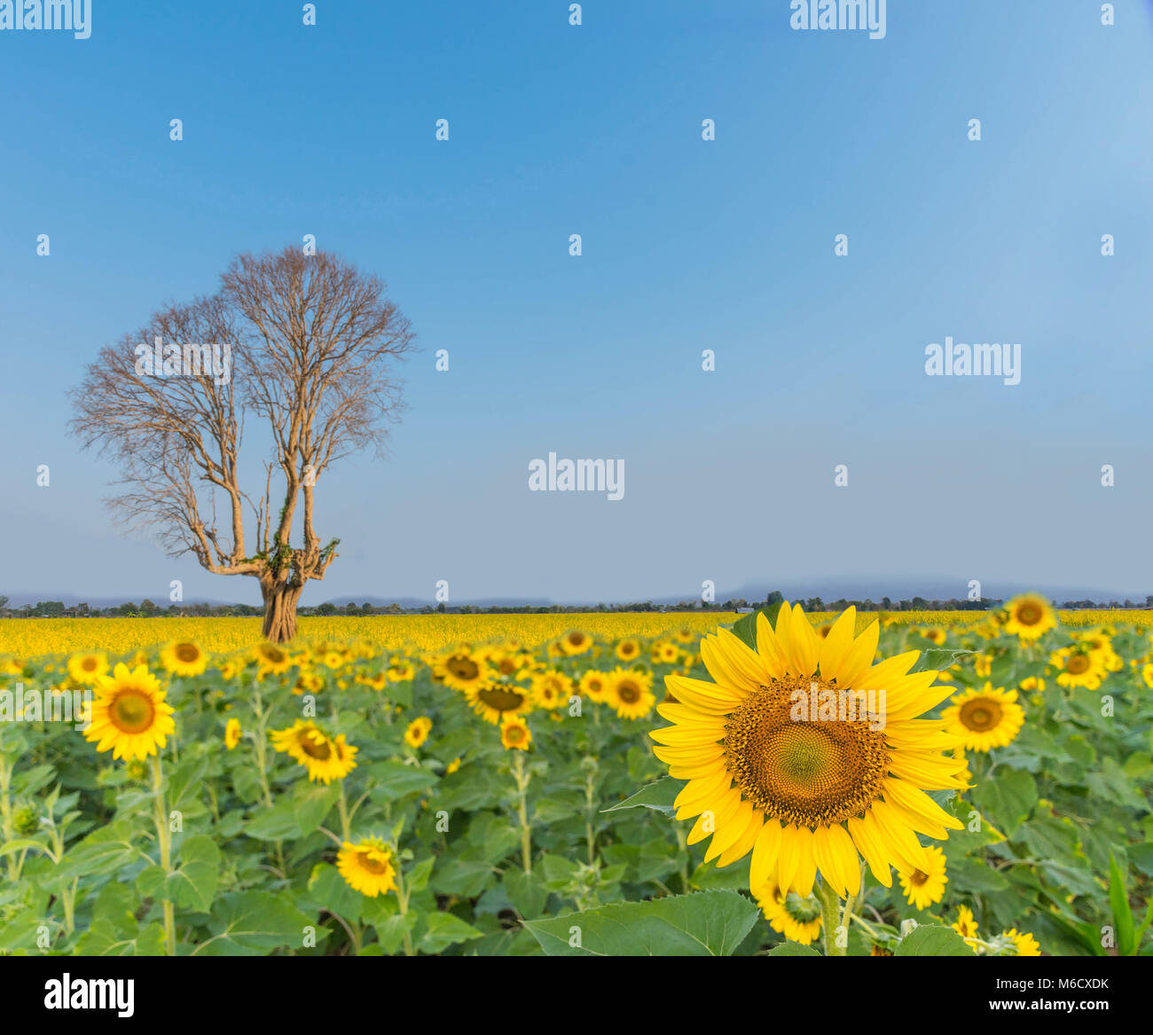 Plantation de tournesol Résumé, domaine de l'usine avec la branche de l'arbre mort, le beau ciel bleu fond de nuage. Banque D'Images