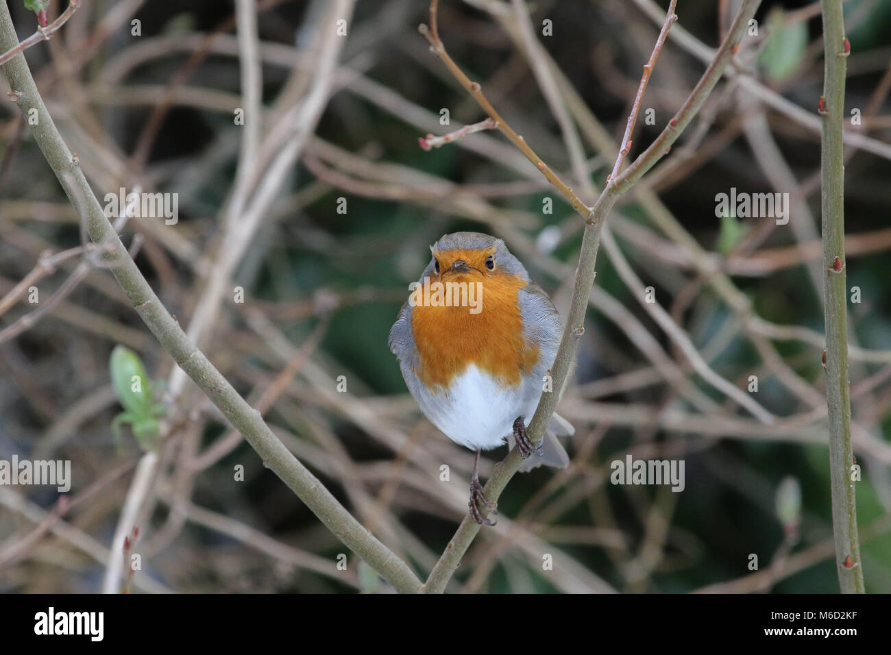 Lurgan, Irlande du Nord. 02 mars 2018. UK - plus de neige la nuit dernière après la tempête Emma accroît la pression sur les animaux pour trouver de la nourriture dans la neige. Les oiseaux tels que les carouges sont actuellement en visite dans les jardins à la recherche de nourriture. Robin en quête de nourriture dans le jardin. Crédit : David Hunter/Alamy Live News. Banque D'Images