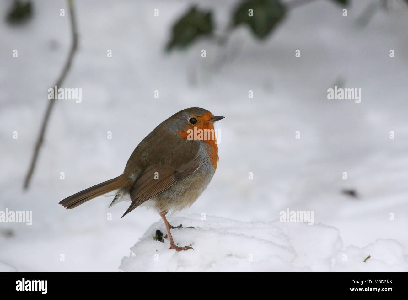 Lurgan, Irlande du Nord. 02 mars 2018. UK - plus de neige la nuit dernière après la tempête Emma accroît la pression sur les animaux pour trouver de la nourriture dans la neige. Les oiseaux tels que les carouges sont actuellement en visite dans les jardins à la recherche de nourriture. Robin à la recherche de nourriture. Crédit : David Hunter/Alamy Live News. Banque D'Images