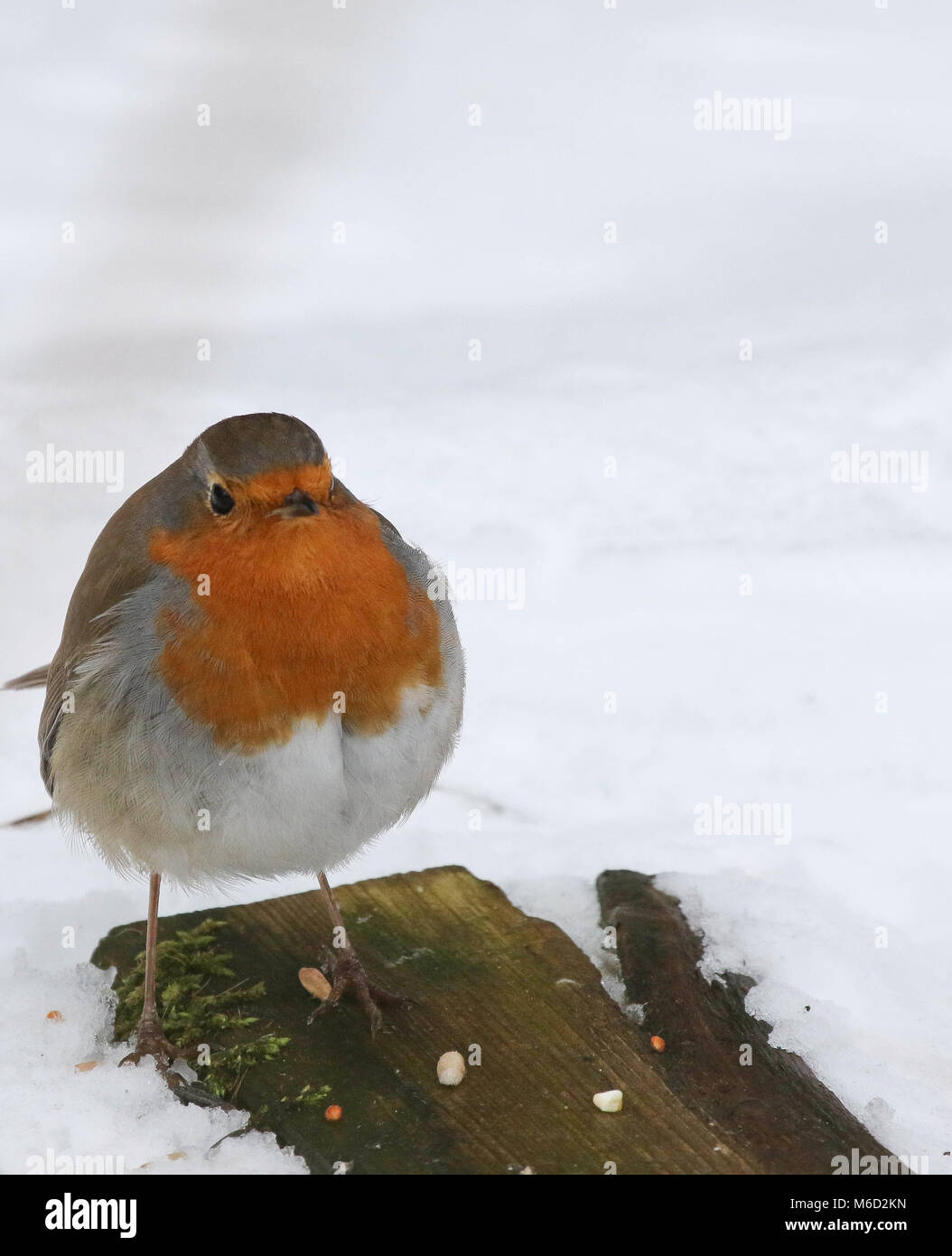 Lurgan, Irlande du Nord. 02 mars 2018. UK - plus de neige la nuit dernière après la tempête Emma accroît la pression sur les animaux pour trouver de la nourriture dans la neige. Les oiseaux tels que les carouges sont actuellement en visite dans les jardins à la recherche de nourriture. Robin mangeant graines dans jardin dans la neige. Crédit : David Hunter/Alamy Live News. Banque D'Images
