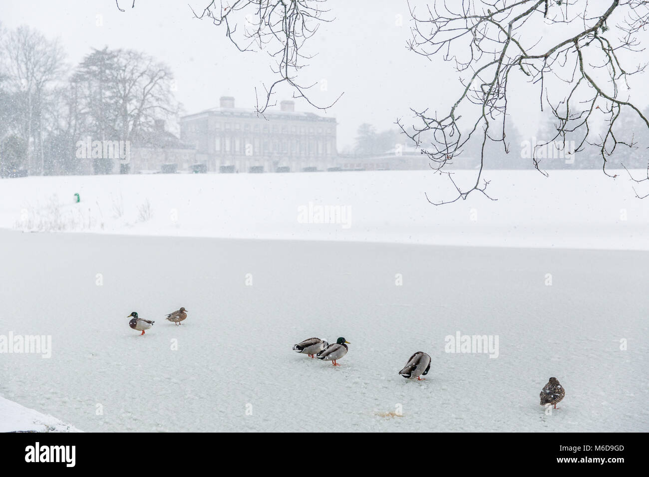 Canard colvert sur un étang gelé au parc de Castletown, Meknès, comté de Kildare, Irlande Banque D'Images