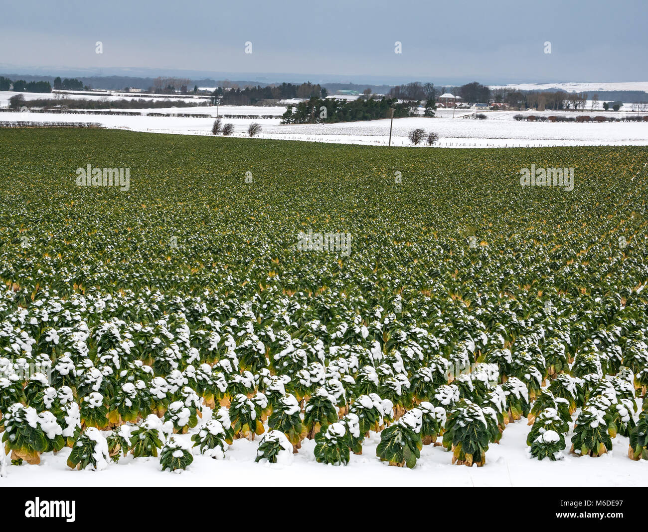 East Lothian, Ecosse, Royaume-Uni, le 3 mars 2018. UK : météo neige après le mauvais temps d'arctique extrême surnommé 'la bête de l'Est' avec Bruxelles domaines couverts dans la neige Banque D'Images