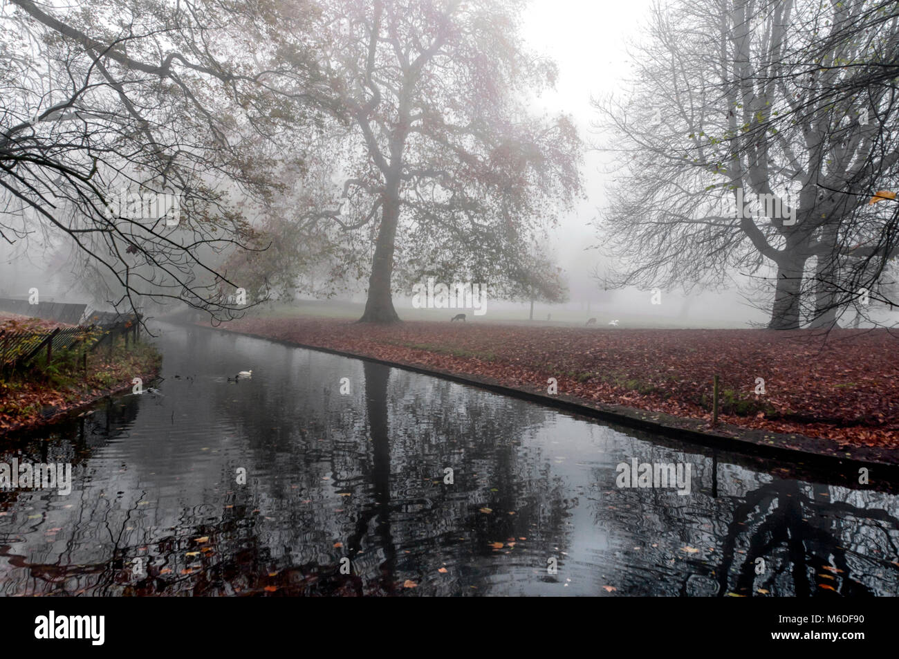 Belle scène d'une forêt brumeuse d'arbres debout près du lac et des canards dans l'eau Banque D'Images