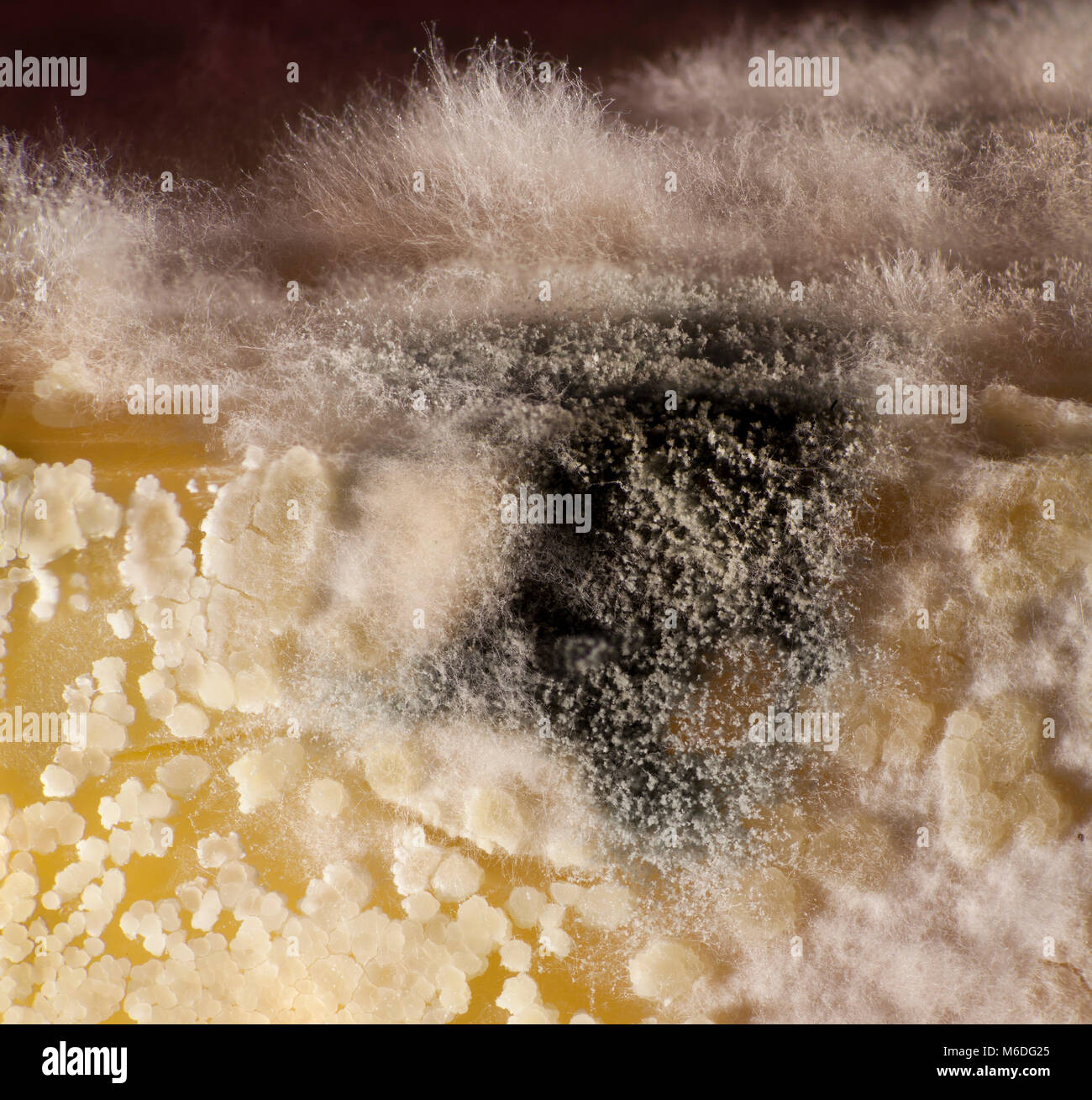 Divers types de moisissures sur le fromage croissant Banque D'Images