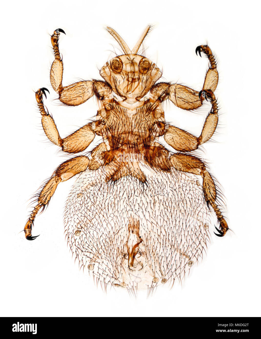 Sheep ked parasite, Melophagus ovinus, fond clair photomicrographie. Principalement un ravageur des moutons, mais il arrive que l'on trouve sur les chèvres. Banque D'Images