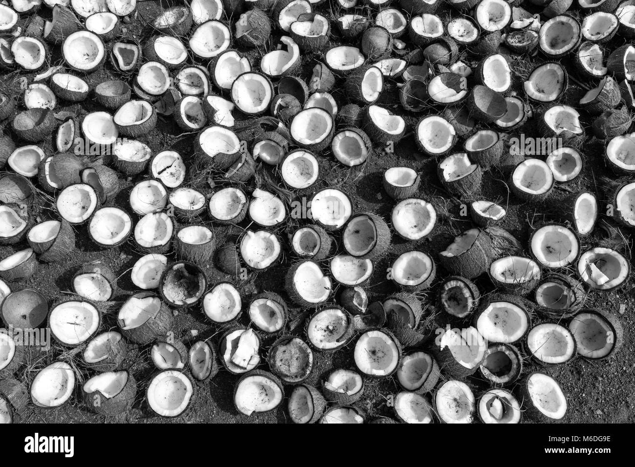 Le séchage des noix de coco et de coprah, faisant partie de l'ouest du Tamil Nadu, en Inde. Banque D'Images