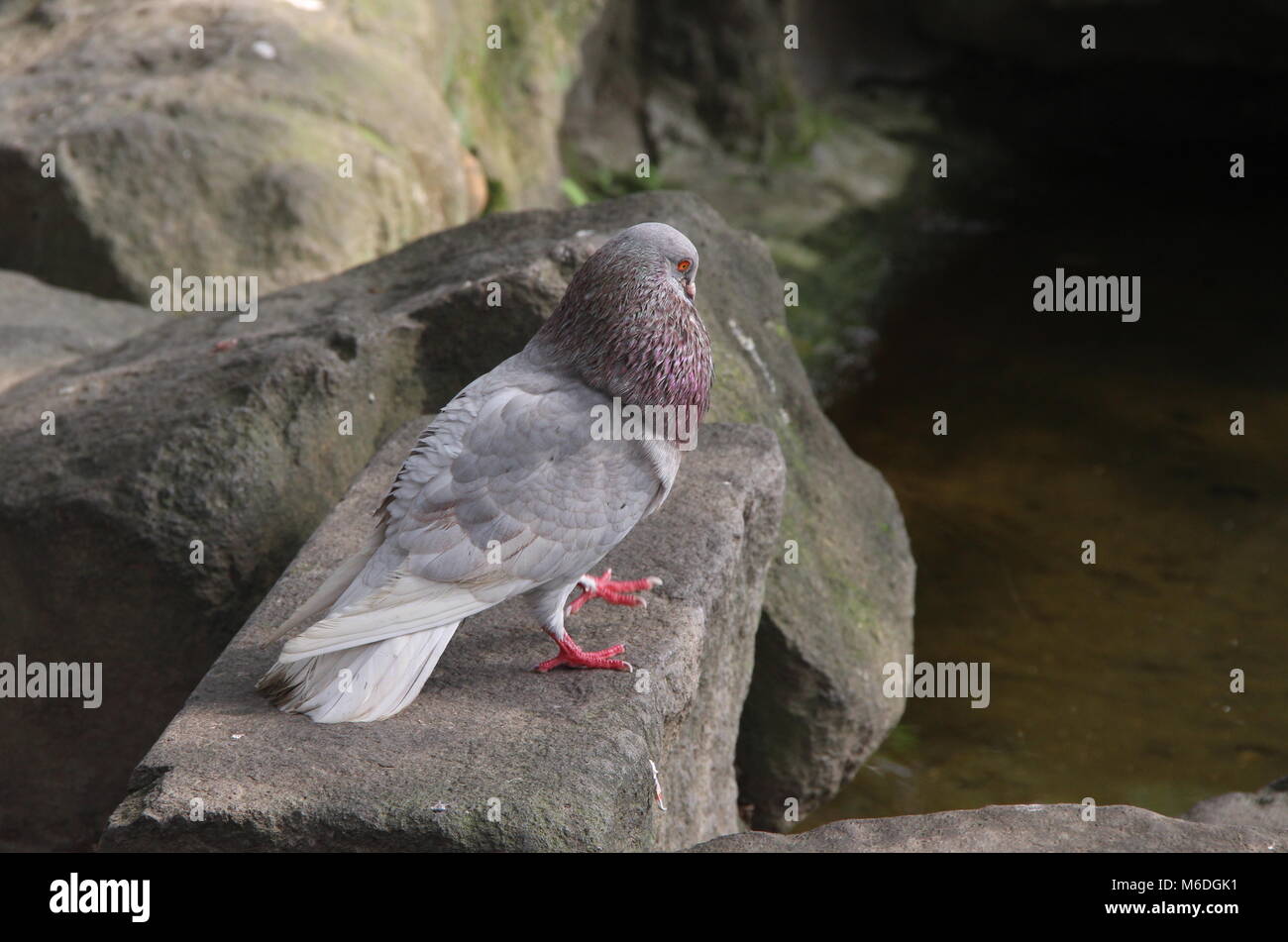 Close-up of Pigeon commun à CSK Memorial Hall Banque D'Images