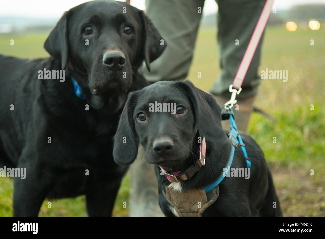 Les jeunes et vieux épagneul chien labrador noir Banque D'Images