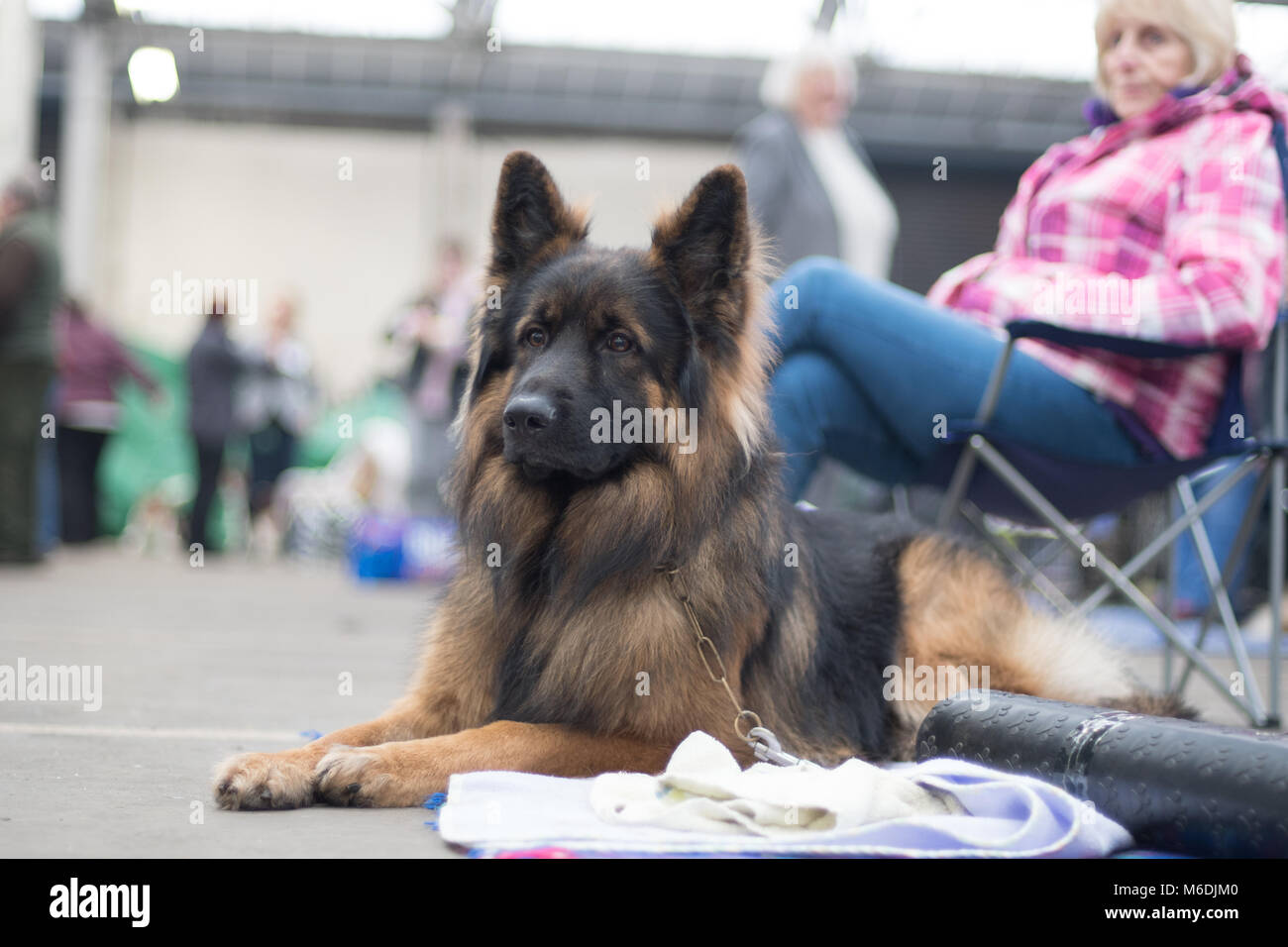 Shepard allemand regarder dog show Banque D'Images