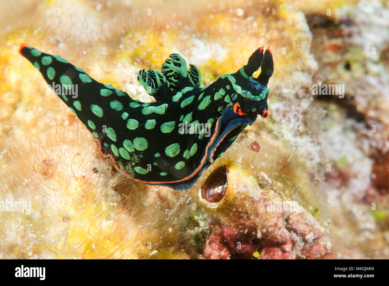 Nudibranche Nembrotha dorit, neon slug, Nembrotha kubaryana se déplace sur le corail de Bali Banque D'Images