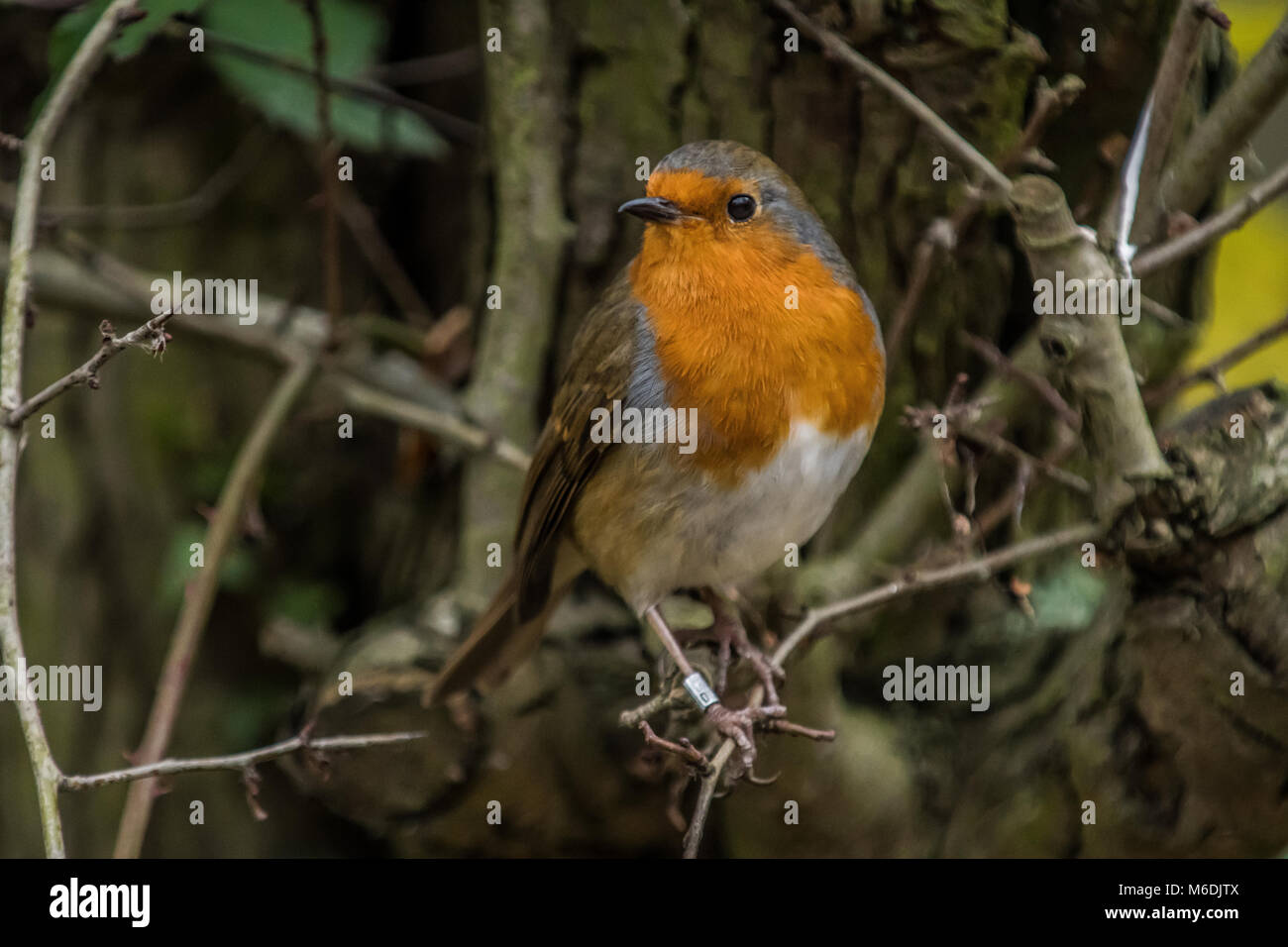 Robin le rouge Banque D'Images