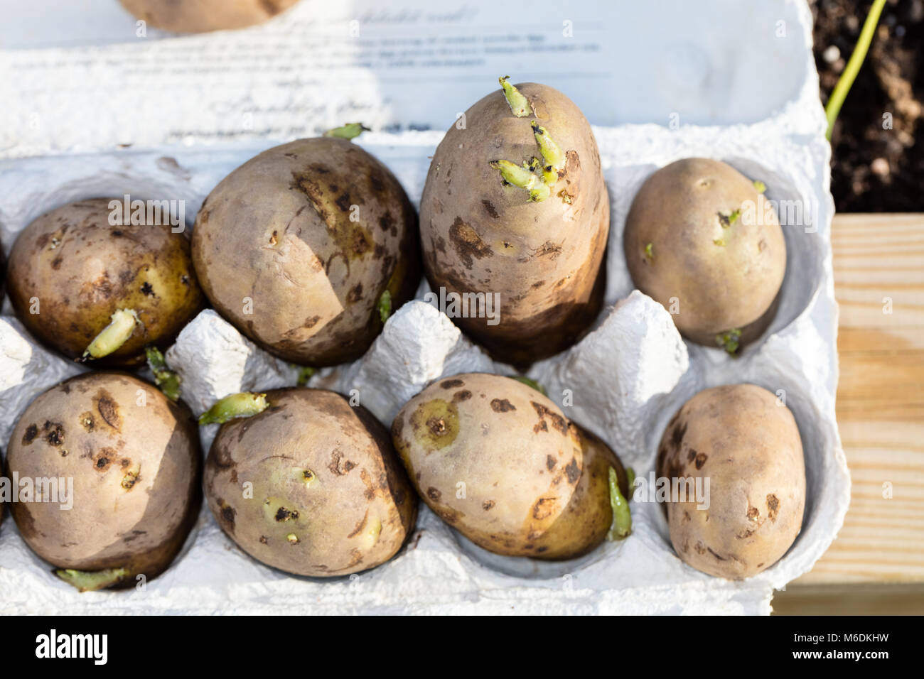 'Maria', pomme de terre (Solanum tuberosum) Potatis Banque D'Images