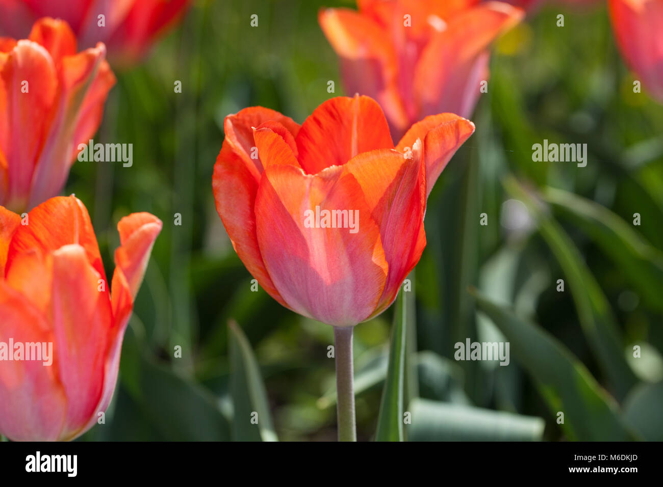 'Amazone' Triumph Tulip (Tulipa Gesneriana, Triumftulpan) Banque D'Images