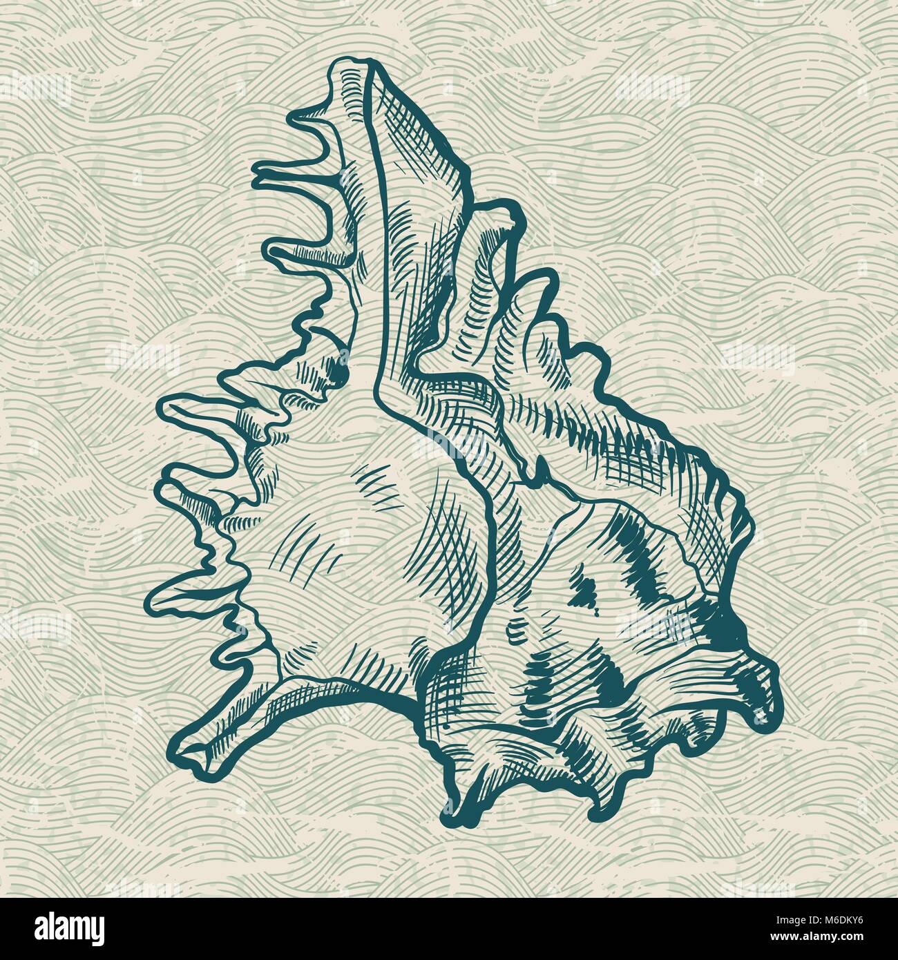 Sea Shell. Illustration originaux faits à la main. Illustration de Vecteur