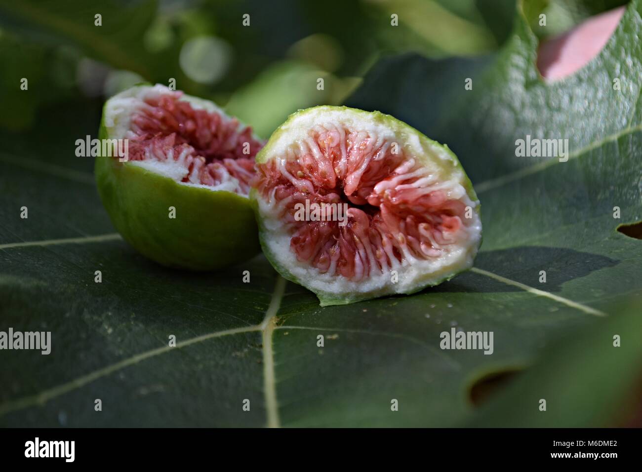 Photo gros plan de la figure sur l'arbre Banque D'Images