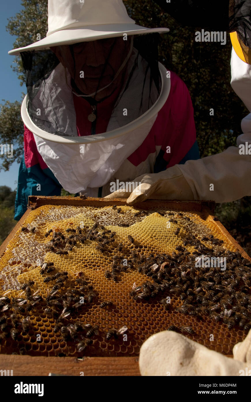 Colonie d'abeilles, miel, HONEYCOMP LES COLLECTIONNEURS, MIEL NATUREL Banque D'Images