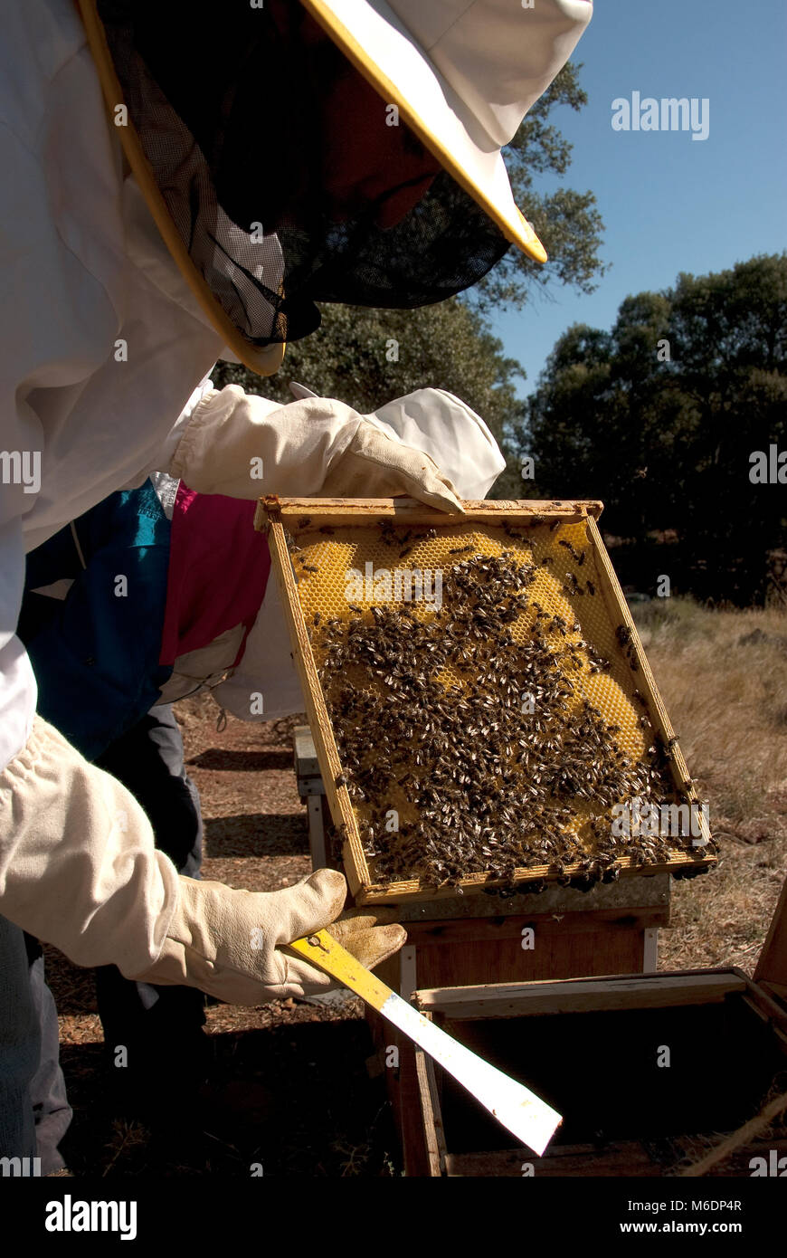Colonie d'abeilles, miel, HONEYCOMP LES COLLECTIONNEURS, MIEL NATUREL Banque D'Images