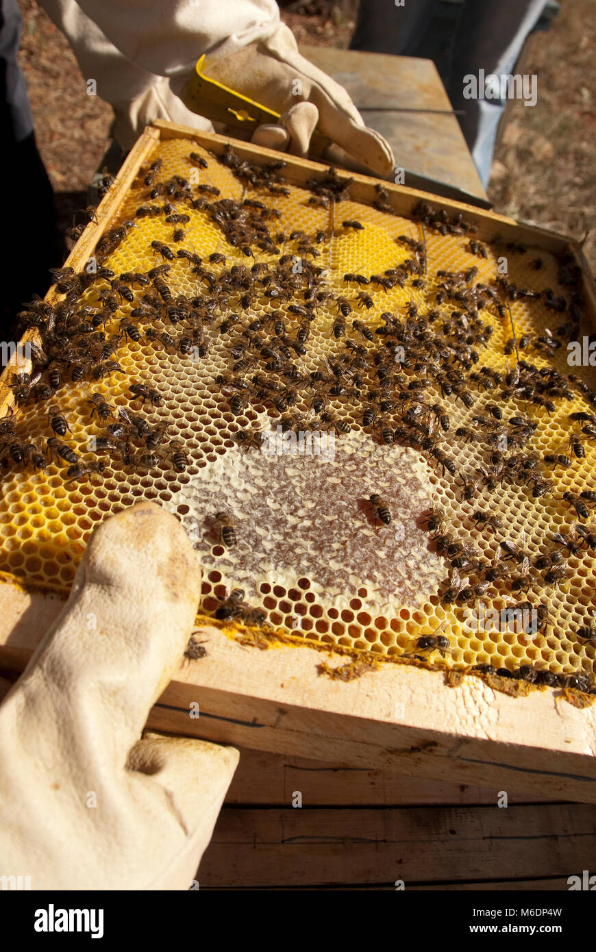 Colonie d'abeilles, miel, HONEYCOMP COLLECTORS Banque D'Images