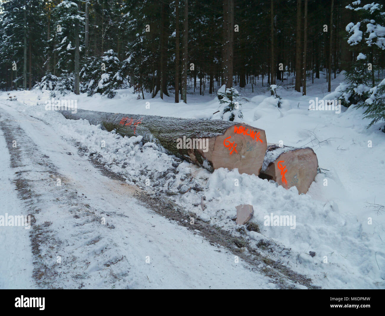 La foresterie en hiver avec bois enneigé Banque D'Images