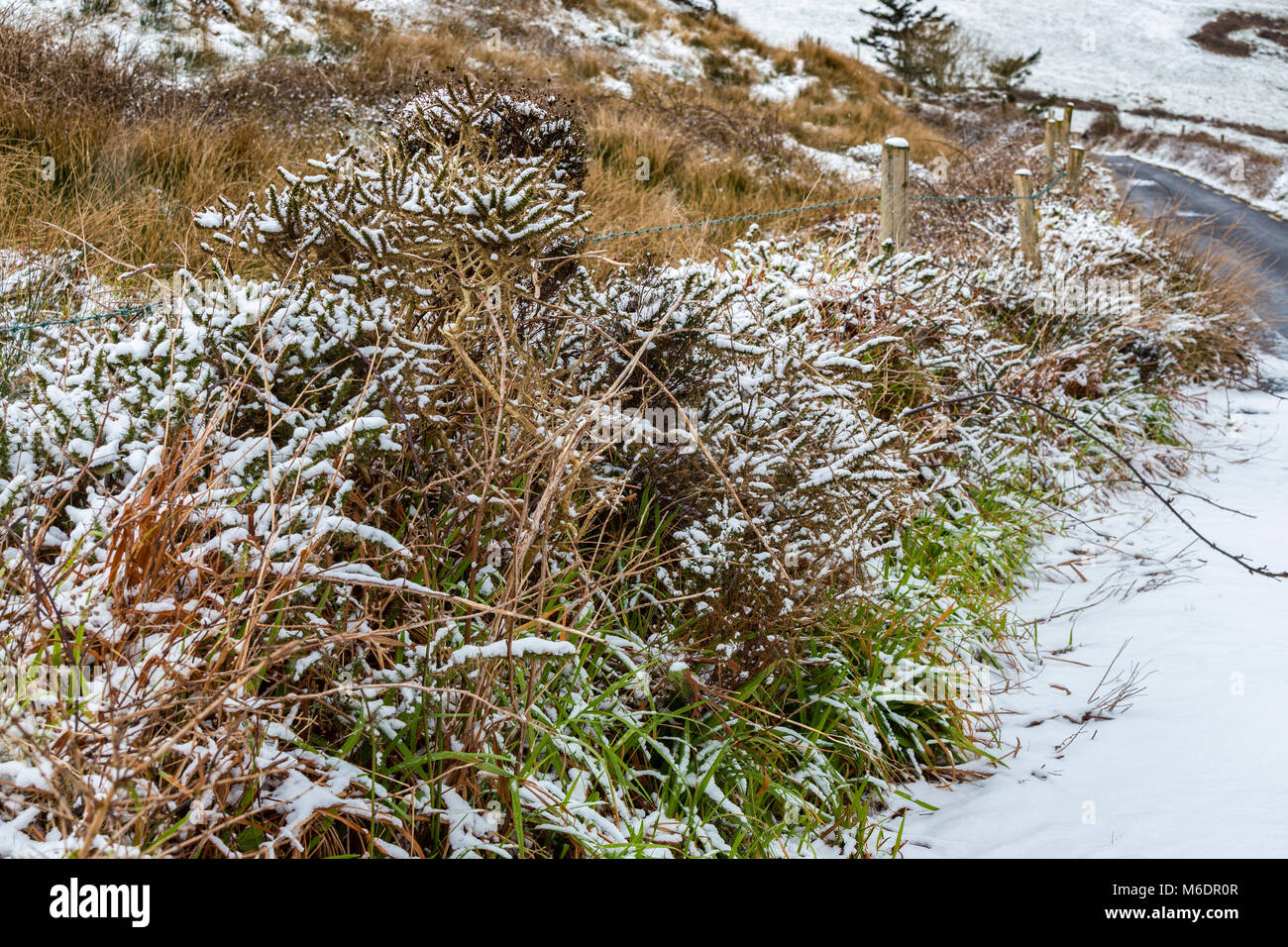 Haie recouverte de neige sur l'île de Valentia, comté de Kerry, Emma, pendant une tempête de neige d'abord dans ce domaine pour 8 ans Banque D'Images