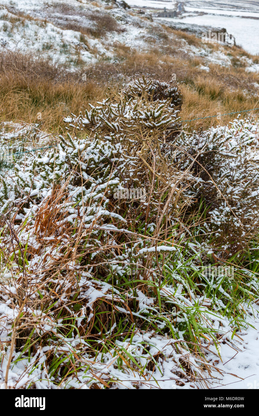 Haie recouverte de neige sur l'île de Valentia, comté de Kerry, Emma, pendant une tempête de neige d'abord dans ce domaine pour 8 ans Banque D'Images