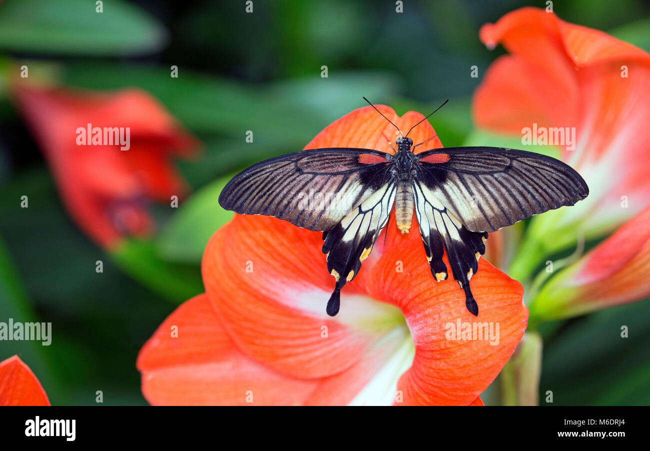 Mormon écarlate sur gros plan papillon fleur vibrante Banque D'Images