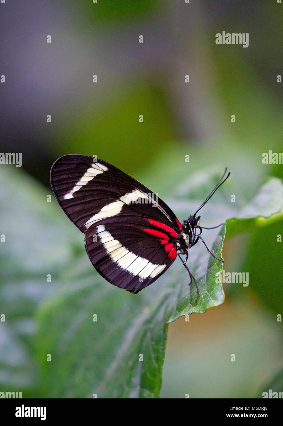 Postman butterfly libre sur feuille verte Banque D'Images Postman butterfly libre sur feuille verte Banque D'Images