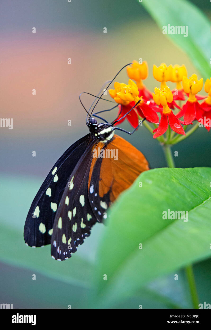 Libre d'un tigre longwing papillon dans son environnement naturel Banque D'Images Libre d'un tigre longwing papillon dans son environnement naturel Banque D'Images