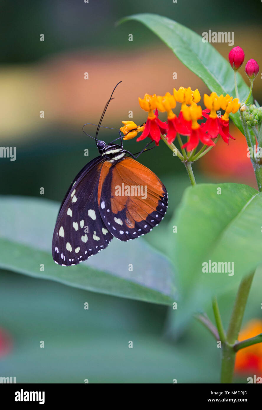 Libre d'un tigre longwing papillon dans son environnement naturel Banque D'Images Libre d'un tigre longwing papillon dans son environnement naturel Banque D'Images