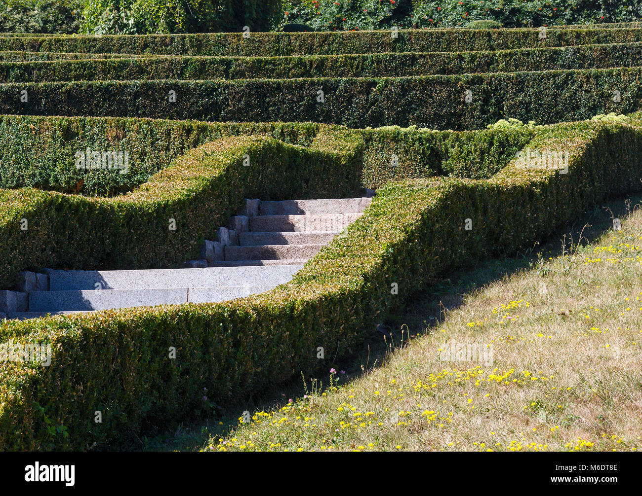 Boîte d'été en buis evergreen park hillside. Composition de plantes sur une pelouse verte. Parc Sofiyivka dendrologie, Uman, Ukraine. Banque D'Images