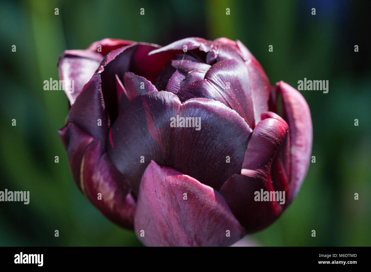 'Black Hero' Double Fin Tulip, Sen fylldblommig kerria tulpan (Tulipa Gesneriana) Banque D'Images