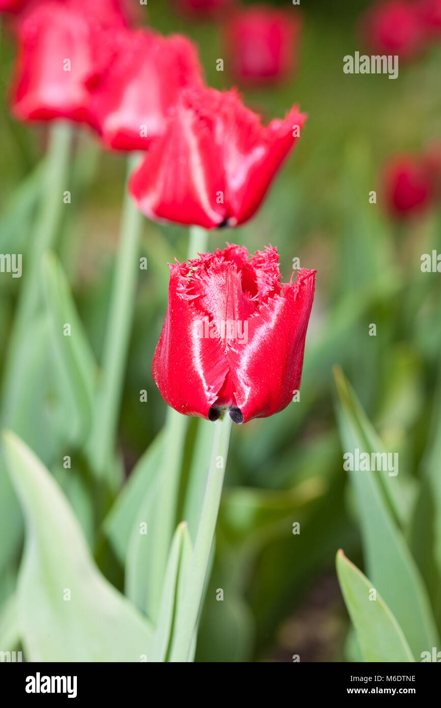 'Burgundy Lace' Tulipe frangée, Franstulpan (Tulipa Gesneriana) Banque D'Images